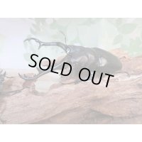 ☆WF1☆ギラファノコギリクワガタ（原名亜種）♂93ミリ♀48ミリ新成虫ペア販売！！