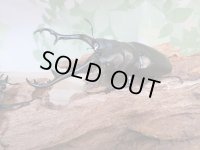☆WF1☆ギラファノコギリクワガタ（原名亜種）♂93ミリ♀48ミリ新成虫ペア販売！！