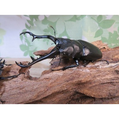 画像1: ☆WF1☆ギラファノコギリクワガタ（原名亜種）♂93ミリ♀48ミリ新成虫ペア販売！！
