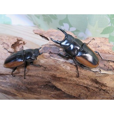 画像5: ☆WF2☆ハスタートノコギリクワガタ（亜種モイ二エリ）♂57ミリ♀40ミリ新成虫 ペア販売！！