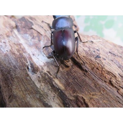 画像3: ☆新成虫☆ヤエヤマコクワガタ♂32.5ミリ♀26.5ミリペア販売！！