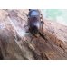 画像3: ☆新成虫☆ヤエヤマコクワガタ♂32.5ミリ♀26.5ミリペア販売！！ (3)