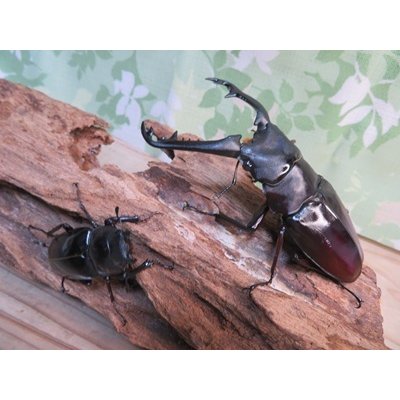 画像5: ☆新成虫☆ギラファノコギリクワガタ（亜種ニシカワイ）♂94ミリ♀45ミリペア販売！！