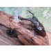 画像5: ☆新成虫☆ギラファノコギリクワガタ（亜種ニシカワイ）♂94ミリ♀45ミリペア販売！！ (5)