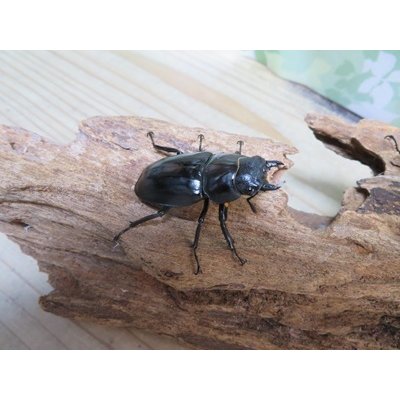 画像4: ☆WF1☆ツカモトフタマタクワガタ♂70ミリ♀40ミリ新成虫ペア販売！！