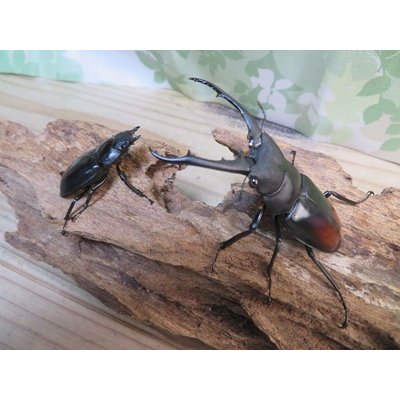 画像5: ☆WF1☆ツカモトフタマタクワガタ♂70ミリ♀40ミリ新成虫ペア販売！！