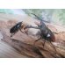 画像5: ☆WF1☆ツカモトフタマタクワガタ♂70ミリ♀40ミリ新成虫ペア販売！！ (5)