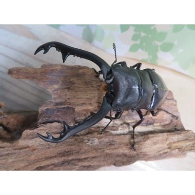 画像2: ☆新成虫☆ギラファノコギリクワガタ（亜種ニシカワイ）♂94ミリ♀45ミリペア販売！！