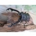 画像2: ☆新成虫☆ギラファノコギリクワガタ（亜種ニシカワイ）♂94ミリ♀45ミリペア販売！！ (2)