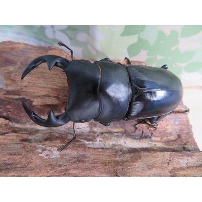 画像2: ☆インド・マニプール産☆グランディスオオクワガタ♂74ミリ♀47ミリ＋♀45ミリ計3頭トリオ販売！！