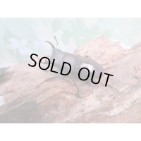 ☆新成虫☆ヤエヤマコクワガタ♂32.5ミリ♀26.5ミリペア販売！！