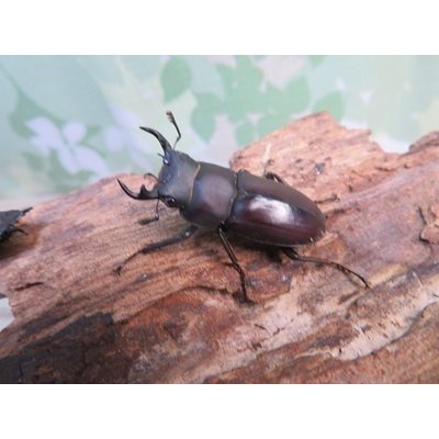 画像1: ☆新成虫☆ヤエヤマコクワガタ♂32.5ミリ♀26.5ミリペア販売！！