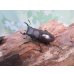 画像1: ☆新成虫☆ヤエヤマコクワガタ♂32.5ミリ♀26.5ミリペア販売！！ (1)