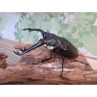 ☆新成虫☆ギラファノコギリクワガタ（亜種ニシカワイ）♂94ミリ♀45ミリペア販売！！