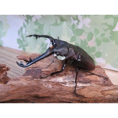 画像1: ☆新成虫☆ギラファノコギリクワガタ（亜種ニシカワイ）♂94ミリ♀45ミリペア販売！！