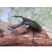 画像1: ☆新成虫☆ギラファノコギリクワガタ（亜種ニシカワイ）♂94ミリ♀45ミリペア販売！！ (1)
