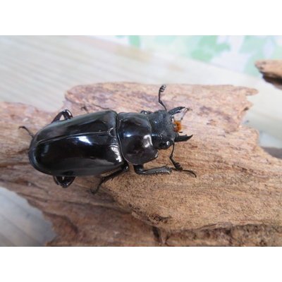 画像4: ☆新成虫☆ギラファノコギリクワガタ（亜種ニシカワイ）♂94ミリ♀45ミリペア販売！！