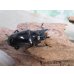 画像4: ☆新成虫☆ギラファノコギリクワガタ（亜種ニシカワイ）♂94ミリ♀45ミリペア販売！！ (4)