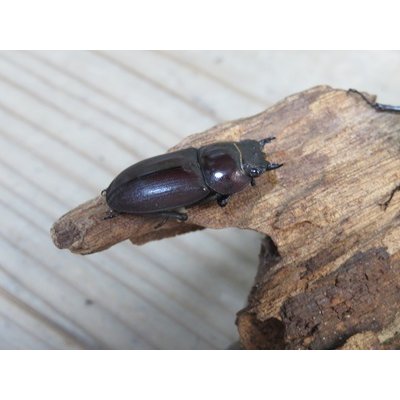 画像4: ☆新成虫☆ヤエヤマコクワガタ♂32.5ミリ♀26.5ミリペア販売！！