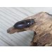画像4: ☆新成虫☆ヤエヤマコクワガタ♂32.5ミリ♀26.5ミリペア販売！！ (4)