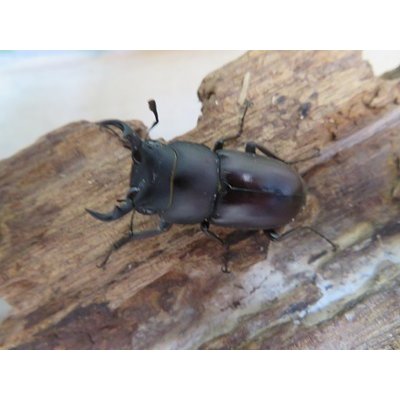 画像2: ☆新成虫☆ヤエヤマコクワガタ♂32.5ミリ♀26.5ミリペア販売！！