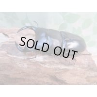 ☆インド・マニプール産☆グランディスオオクワガタ♂74ミリ♀47ミリ＋♀45ミリ計3頭トリオ販売！！