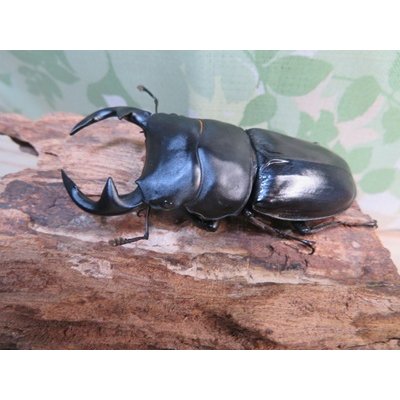 画像1: ☆インド・マニプール産☆グランディスオオクワガタ♂74ミリ♀47ミリ＋♀45ミリ計3頭トリオ販売！！