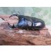 画像1: ☆インド・マニプール産☆グランディスオオクワガタ♂74ミリ♀47ミリ＋♀45ミリ計3頭トリオ販売！！ (1)