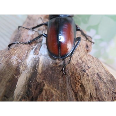 画像3: ☆新成虫☆サヌチフタマタクワガタ（赤サヌチ）♂64ミリ♀44ミリペア販売！！