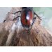 画像3: ☆新成虫☆サヌチフタマタクワガタ（赤サヌチ）♂64ミリ♀44ミリペア販売！！ (3)