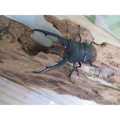 画像2: ☆WF1☆ツカモトフタマタクワガタ♂70ミリ♀40ミリ新成虫ペア販売！！
