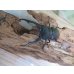 画像2: ☆WF1☆ツカモトフタマタクワガタ♂70ミリ♀40ミリ新成虫ペア販売！！ (2)