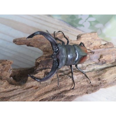 画像2: ☆新成虫☆サヌチフタマタクワガタ（赤サヌチ）♂64ミリ♀44ミリペア販売！！