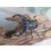 画像2: ☆新成虫☆サヌチフタマタクワガタ（赤サヌチ）♂64ミリ♀44ミリペア販売！！ (2)