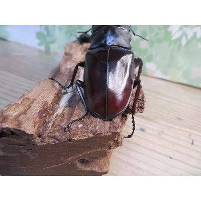 画像3: ☆新成虫☆ギラファノコギリクワガタ（亜種ニシカワイ）♂94ミリ♀45ミリペア販売！！