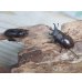 画像5: ☆新成虫☆ヤエヤマコクワガタ♂32.5ミリ♀26.5ミリペア販売！！ (5)