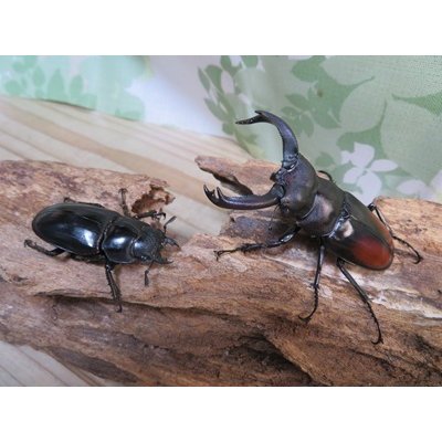 画像5: ☆新成虫☆サヌチフタマタクワガタ（赤サヌチ）♂64ミリ♀44ミリペア販売！！