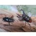 画像5: ☆新成虫☆サヌチフタマタクワガタ（赤サヌチ）♂64ミリ♀44ミリペア販売！！ (5)