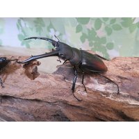 ☆WF1☆ツカモトフタマタクワガタ♂70ミリ♀40ミリ新成虫ペア販売！！