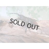 ☆WF1☆ツカモトフタマタクワガタ♂70ミリ♀40ミリ新成虫ペア販売！！