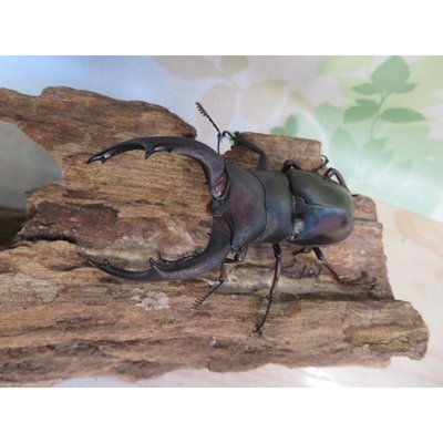 画像2: ☆新成虫☆メルキオリティスフタマタクワガタ♂73ミリ♀42ミリペア販売！！