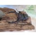 画像2: ☆新成虫☆メルキオリティスフタマタクワガタ♂73ミリ♀42ミリペア販売！！ (2)