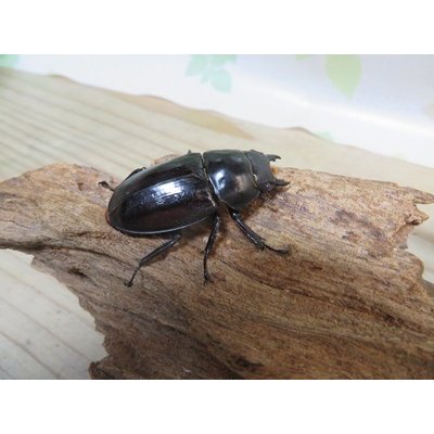 画像4: ☆新成虫☆メルキオリティスフタマタクワガタ♂73ミリ♀42ミリペア販売！！