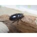 画像4: ☆新成虫☆メルキオリティスフタマタクワガタ♂73ミリ♀42ミリペア販売！！ (4)