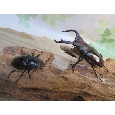 画像5: ☆新成虫☆メルキオリティスフタマタクワガタ♂73ミリ♀42ミリペア販売！！