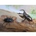 画像5: ☆新成虫☆メルキオリティスフタマタクワガタ♂73ミリ♀42ミリペア販売！！ (5)