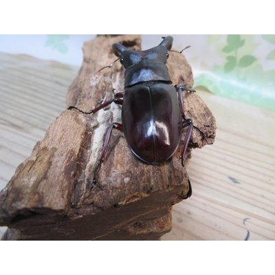 画像3: ☆新成虫☆メルキオリティスフタマタクワガタ♂73ミリ♀42ミリペア販売！！