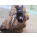 画像3: ☆新成虫☆メルキオリティスフタマタクワガタ♂73ミリ♀42ミリペア販売！！ (3)