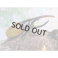 ☆新成虫☆D.H.パスコアリ♂130ミリ♀64ミリペア販売！！