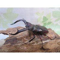 ☆新成虫☆メルキオリティスフタマタクワガタ♂73ミリ♀42ミリペア販売！！